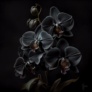 Black orchid.png