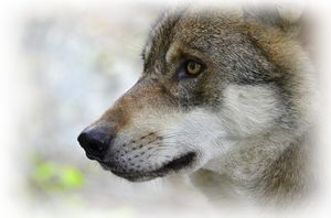 Wolf-1336213 960 720.jpg